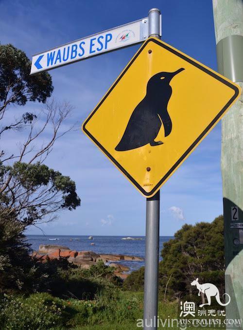 Penguin town @ Bicheno Bicheno