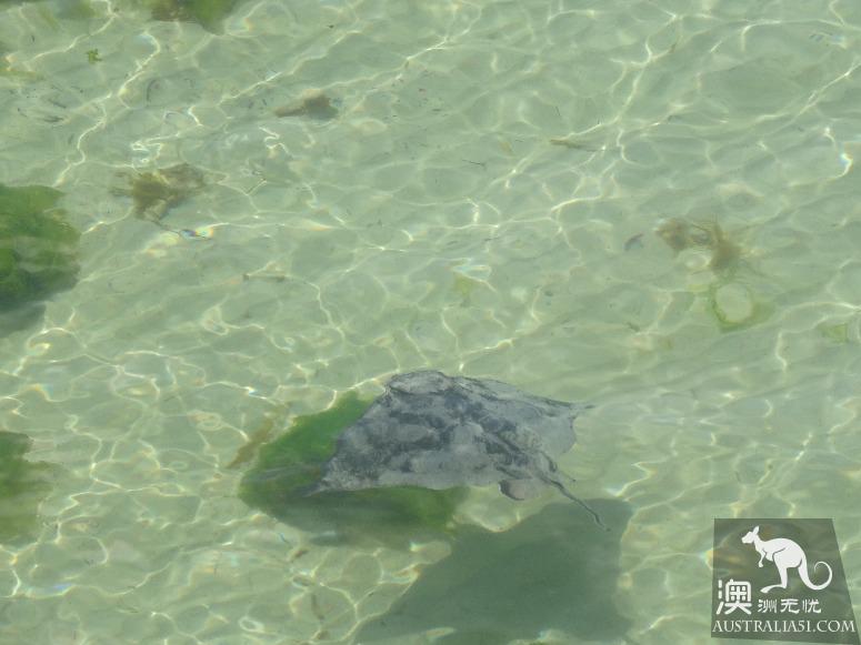 阿德莱德粉红湖（Bumbunga Lake）完全攻略，自驾跟团均适用