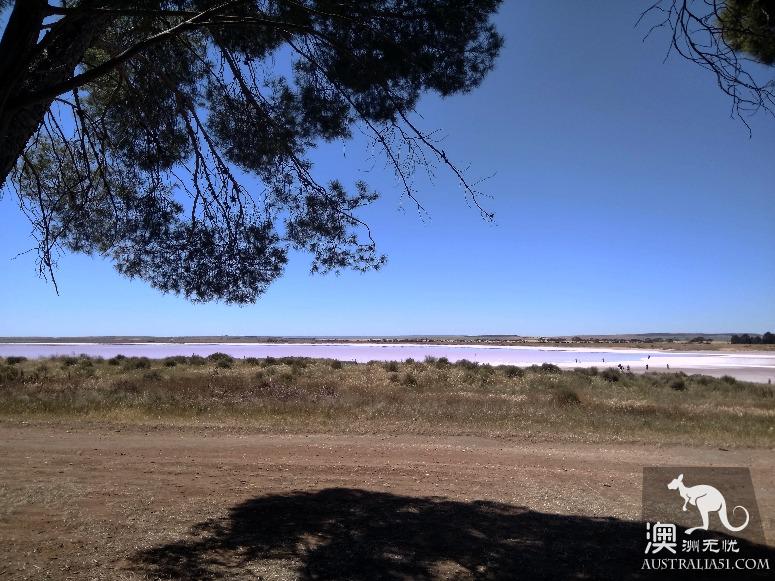 阿德莱德粉红湖（Bumbunga Lake）完全攻略，自驾跟团均适用