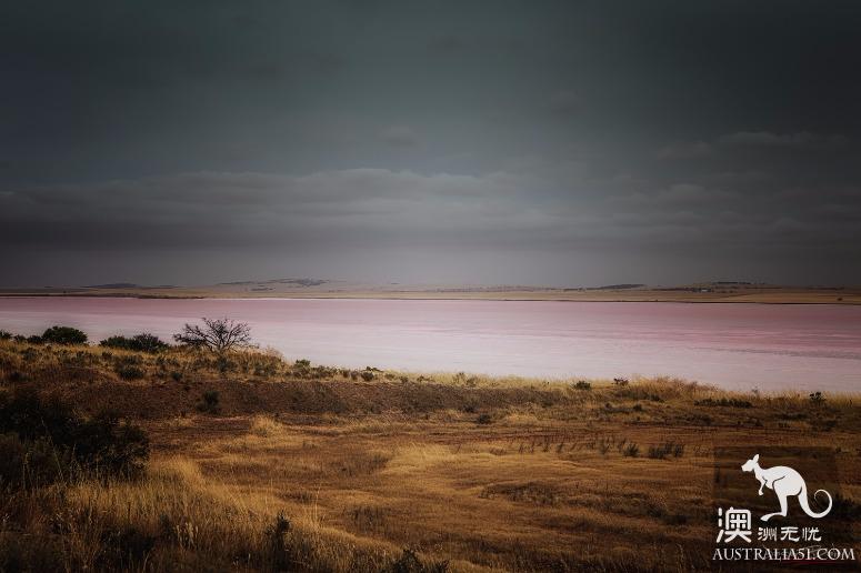 阿德莱德粉红湖（Bumbunga Lake）完全攻略，自驾跟团均适用
