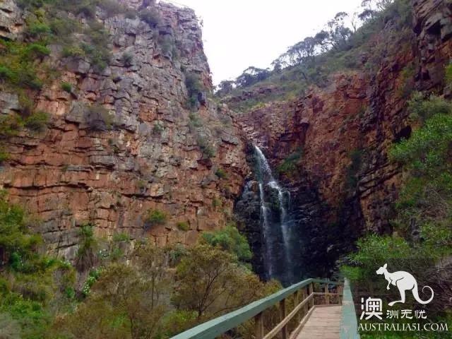 Adelaide went hiking and had a lazy encounter with koala