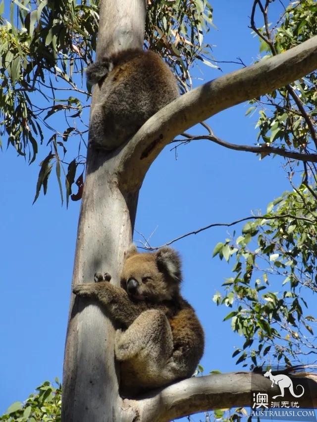 Adelaide went hiking and had a lazy encounter with koala