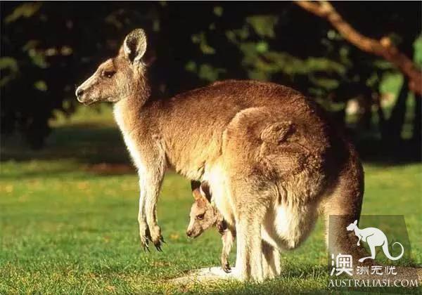 Mysterious disease kills millions of Australian kangaroos