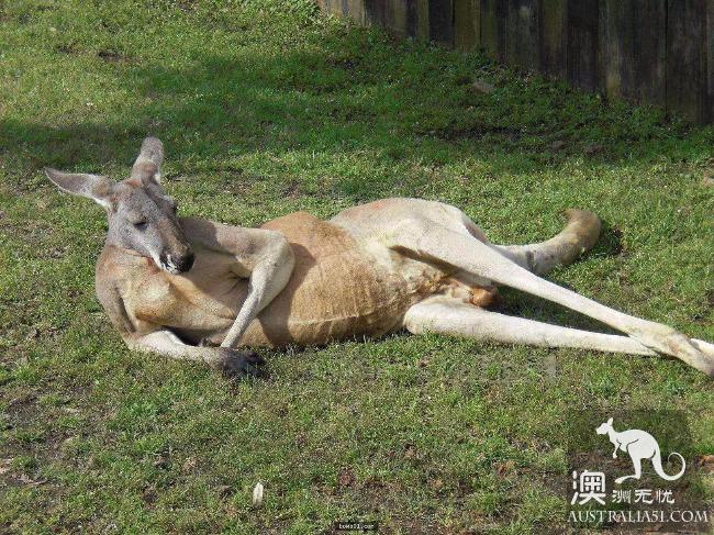 Mysterious disease kills millions of Australian kangaroos