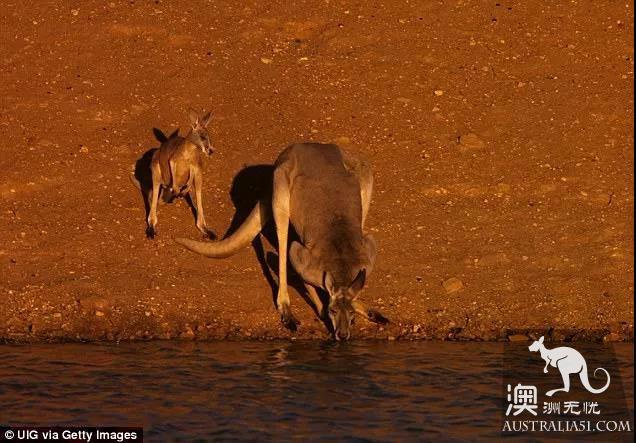 Mysterious disease kills millions of Australian kangaroos