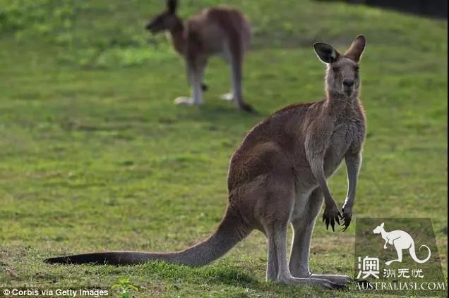 Mysterious disease kills millions of Australian kangaroos