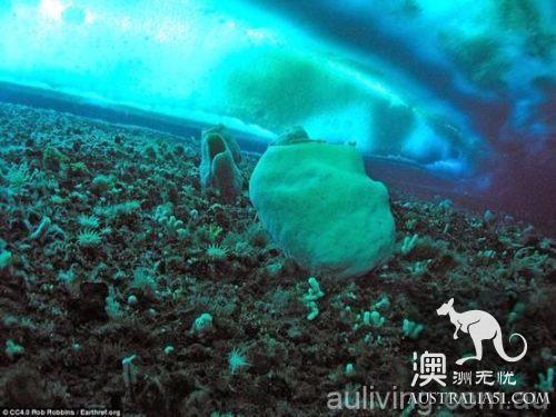 Searching for the oldest creature in the world