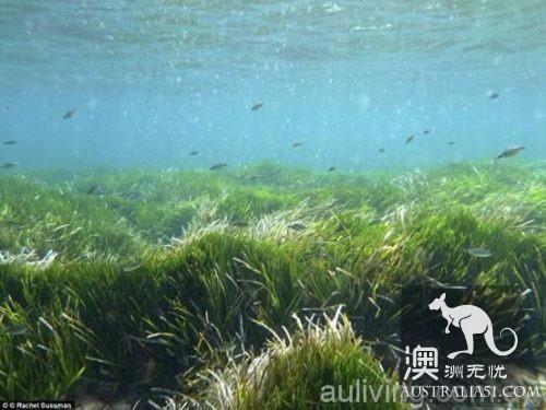 Searching for the oldest creature in the world