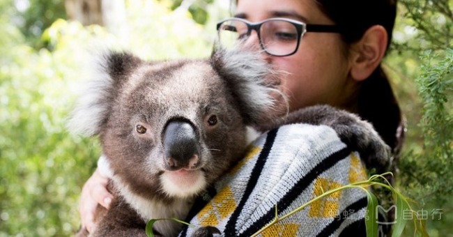What is the experience of being hugged by koala? Where can I hug koala? Australia hold Cora full introduction