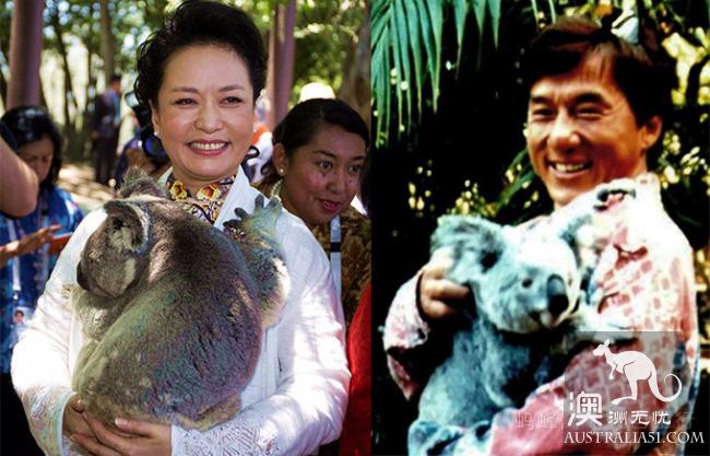 What is the experience of being hugged by koala? Where can I hug koala? Australia hold Cora full introduction