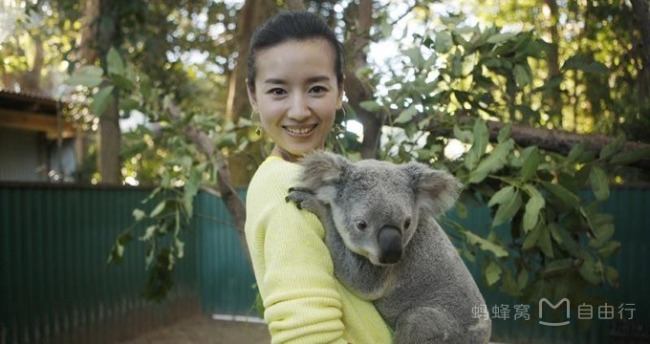 What is the experience of being hugged by koala? Where can I hug koala? Australia hold Cora full introduction