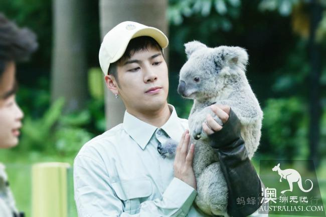 What is the experience of being hugged by koala? Where can I hug koala? Australia hold Cora full introduction