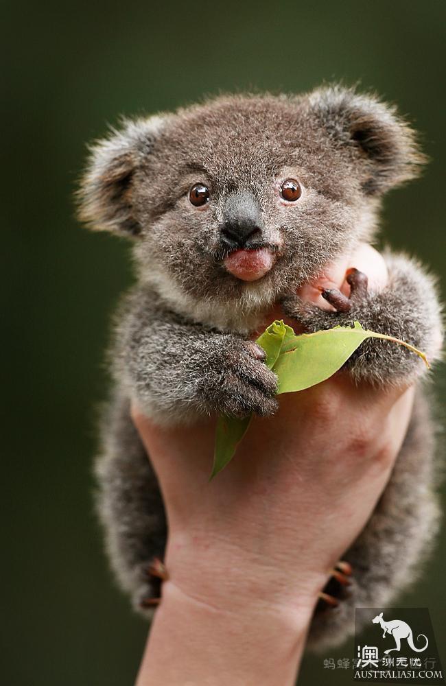 What is the experience of being hugged by koala? Where can I hug koala? Australia hold Cora full introduction
