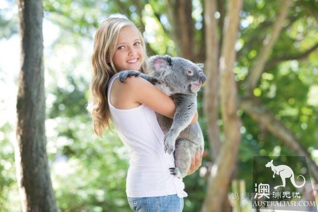 What is the experience of being hugged by koala? Where can I hug koala? Australia hold Cora full introduction