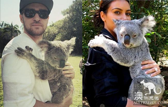 What is the experience of being hugged by koala? Where can I hug koala? Australia hold Cora full introduction
