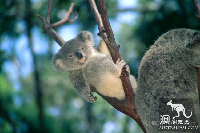 What is the experience of being hugged by koala? Where can I hug koala? Australia hold Cora full introduction