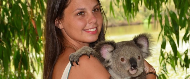 What is the experience of being hugged by koala? Where can I hug koala? Australia hold Cora full introduction