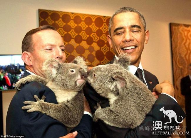 What is the experience of being hugged by koala? Where can I hug koala? Australia hold Cora full introduction