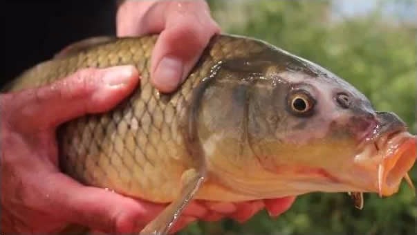 Adelaide carp disaster, goverment encourages fishing!