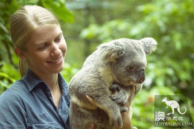 What is the experience of being hugged by koala? Where can I hug koala? Australia hold Cora full introduction