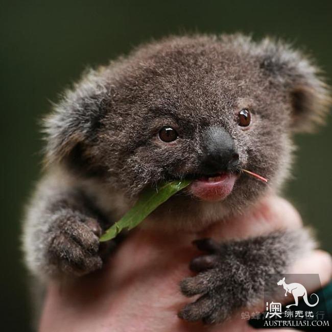 What is the experience of being hugged by koala? Where can I hug koala? Australia hold Cora full introduction