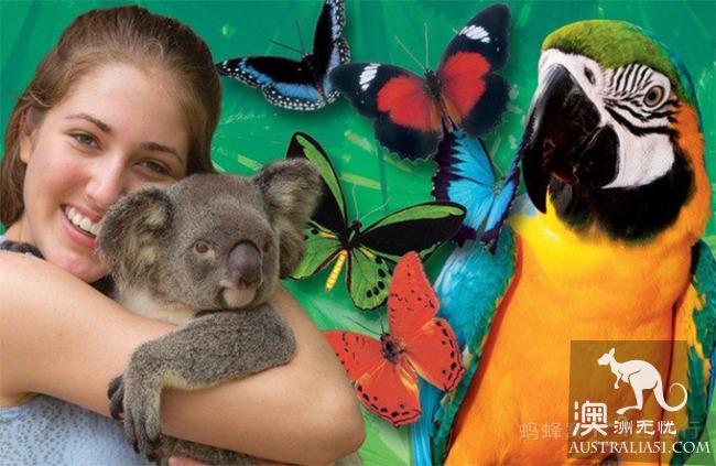 What is the experience of being hugged by koala? Where can I hug koala? Australia hold Cora full introduction