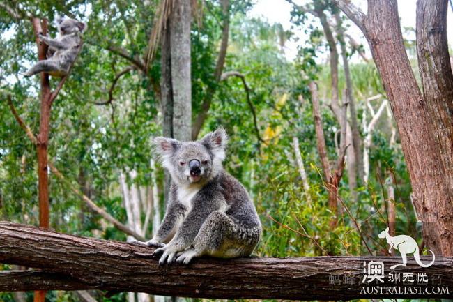 What is the experience of being hugged by koala? Where can I hug koala? Australia hold Cora full introduction