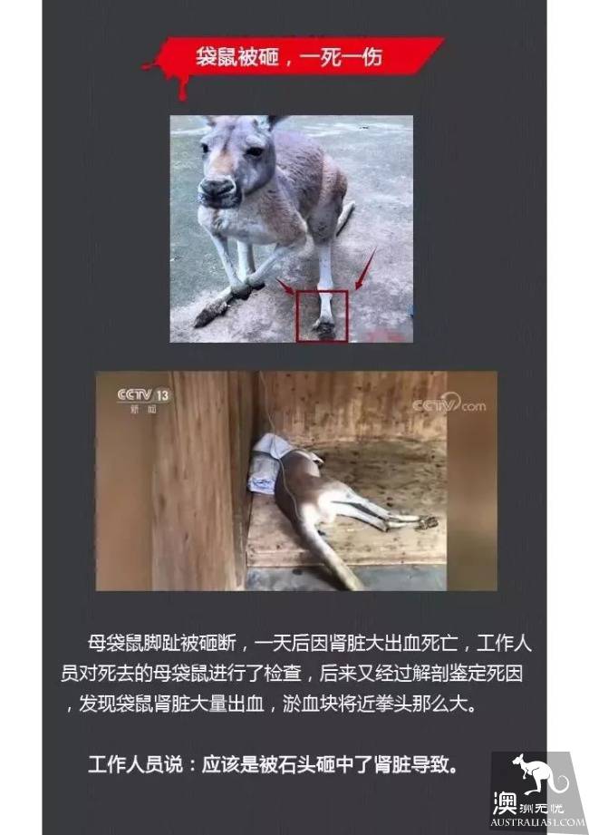 Chinese tourists killed kangaroos by stoning in zoos, and the barbarism was condemned by foreign media!