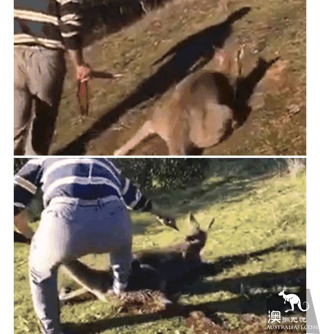 Chinese tourists killed kangaroos by stoning in zoos, and the barbarism was condemned by foreign media!