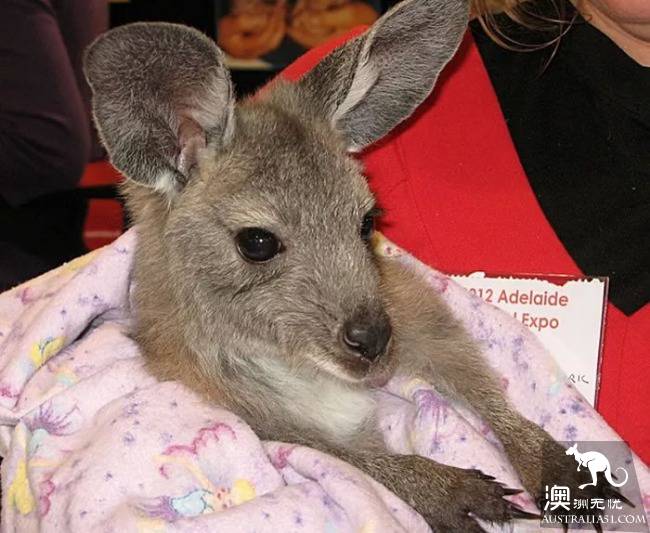 The annual Adelaide animal fair begins! Amazing! There are also South Australia's largest home life exhibition and food exchange!