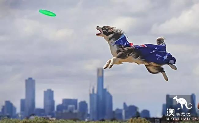 The annual Adelaide animal fair begins! Amazing! There are also South Australia's largest home life exhibition and food exchange!