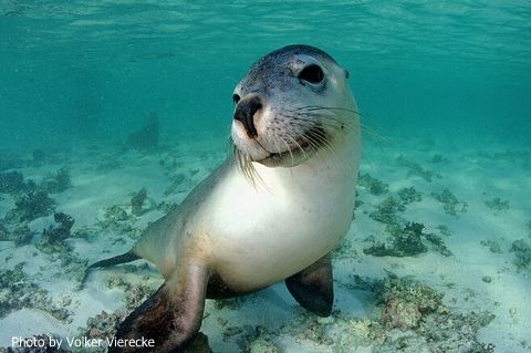 Treasure scattered in the Indian Ocean: (Abrolhos Islands) of the Abelohos Islands in Western Australia