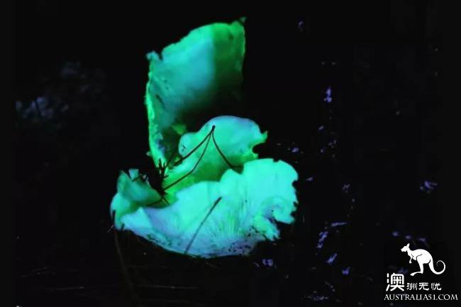 Ghost mushrooms, the elves of the night, armed, to explore the forest of South Australia.