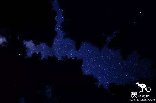 Ghost mushrooms, the elves of the night, armed, to explore the forest of South Australia.