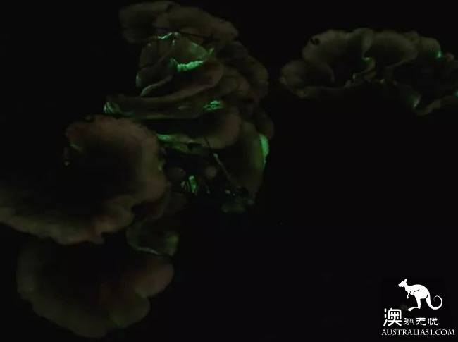 Ghost mushrooms, the elves of the night, armed, to explore the forest of South Australia.