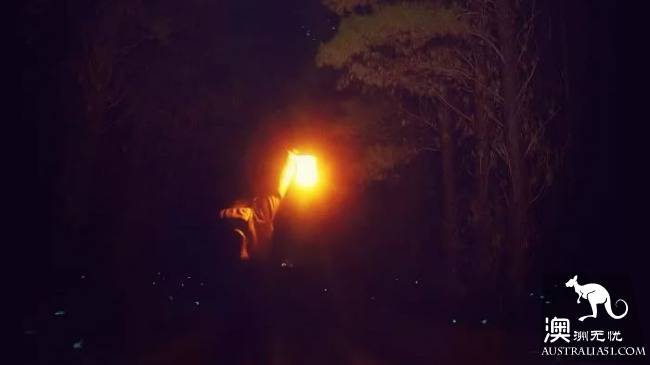 Ghost mushrooms, the elves of the night, armed, to explore the forest of South Australia.