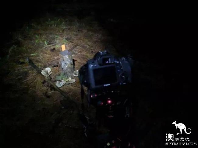 Ghost mushrooms, the elves of the night, armed, to explore the forest of South Australia.