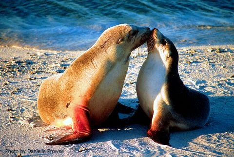 Treasure scattered in the Indian Ocean: (Abrolhos Islands) of the Abelohos Islands in Western Australia