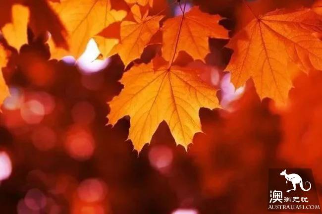 The maple leaves don't have to drive to the suburbs! Melbourne Southbank little known photography shrine!
