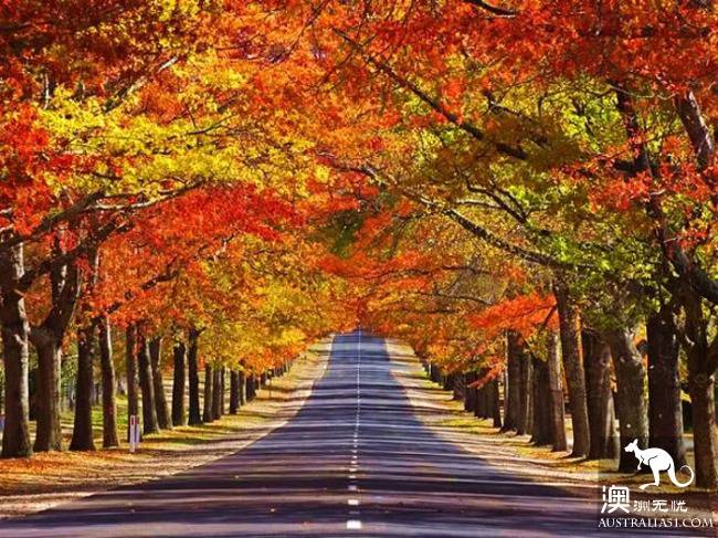 The maple leaves don't have to drive to the suburbs! Melbourne Southbank little known photography shrine!