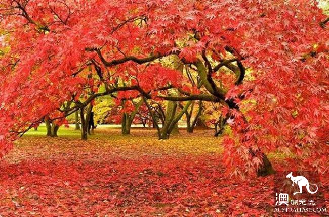 The maple leaves don't have to drive to the suburbs! Melbourne Southbank little known photography shrine!