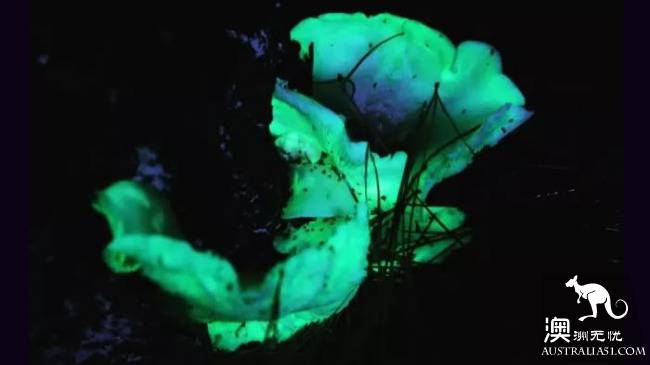 Ghost mushrooms, the elves of the night, armed, to explore the forest of South Australia.