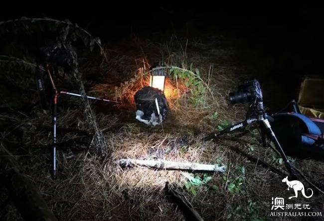 Ghost mushrooms, the elves of the night, armed, to explore the forest of South Australia.