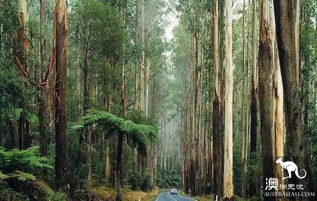 Melbourne is surrounded by these beautiful personality town!
