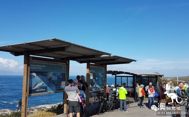Sydney's best whale watching season is coming! Top 6 great places