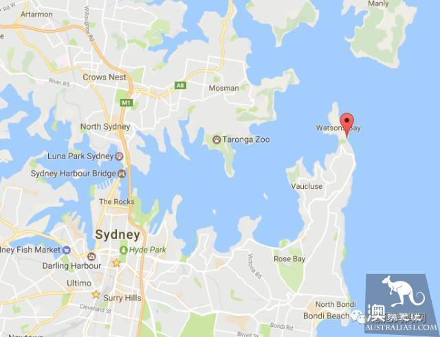 Sydney's best whale watching season is coming! Top 6 great places