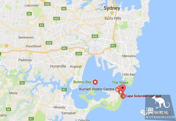 Sydney's best whale watching season is coming! Top 6 great places