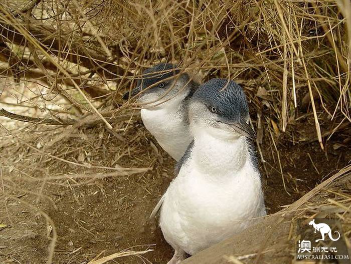 It's an unusual Tazhou Wildlife Park. Have you ever been here?