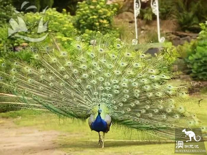 It's an unusual Tazhou Wildlife Park. Have you ever been here?