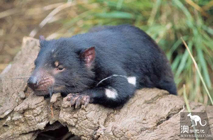It's an unusual Tazhou Wildlife Park. Have you ever been here?